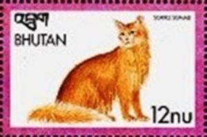 Sorrel Somali (Felis silvestris catus)