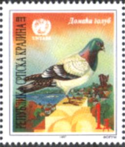 Domestic Pigeon (Columba livia domestica)