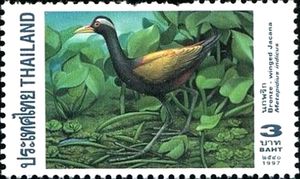 Bronze-winged Jacana (Metopidius indicus)