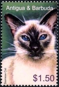 Siamese Cat (Felis silvestris catus)