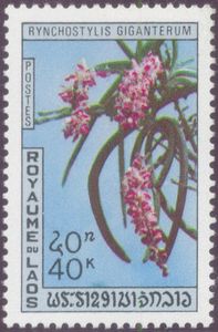 Rhynchostylis gigantea