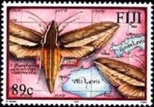 Moth (Theretra pinastrina intersecta)