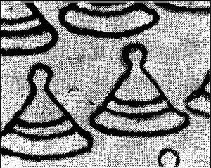 King Moshoeshoe II and Angora Goat (Capra aegagrus hircus)