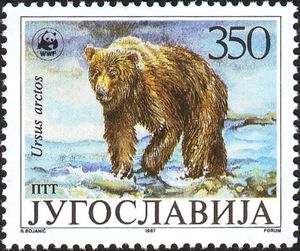 Brown Bear (Ursus arctos)