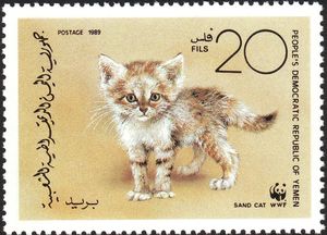 Sand Cat (Felis margarita)