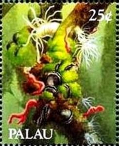 Mussels, Sea Anemones, Algae (Brachidontes sp.)