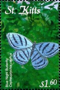 Blue night (Cepheuptychia cephus)