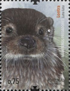 Common otter (Lutra lutra)