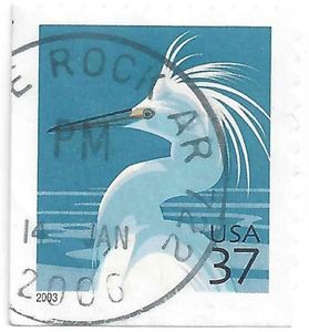 Snowy Egret (Egretta thula)