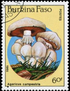 Agaricus campestris
