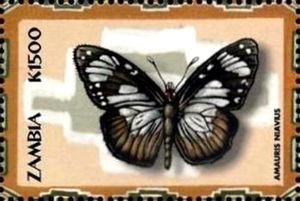 Friar (Amauris niavius)