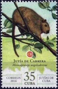 Cabrera's Hutia (Mesocapromys angelcabrerai)