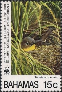 Kirtland's Warbler (Dendroica kirtlandii)