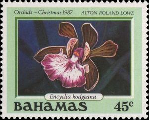 Encyclia hodgeana