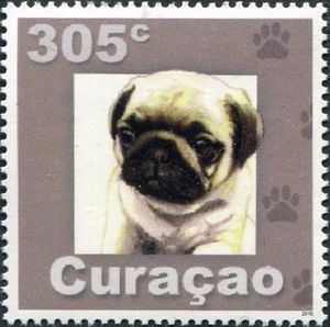Pug (Canis lupus familiaris)