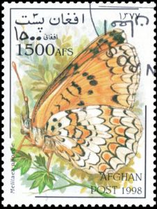 Knapweed Fritillary (Melitaea phoebe)