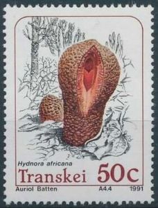 Parasitic plants: Hydnora africana