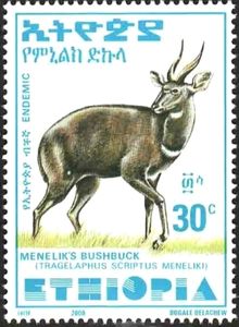 Menelik's Bushbuck (Tragelaphus scriptus meneliki)
