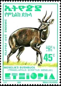 Menelik's Bushbuck (Tragelaphus scriptus meneliki)