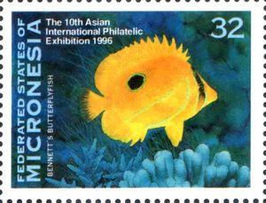 Bennett's Butterflyfish