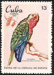 Cuban Parrot (Amazona leucocephala)