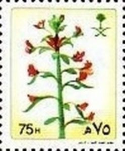 Cleome arabica