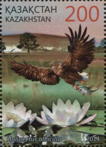 White-tailed Eagle (Haliaeetus albicilla)