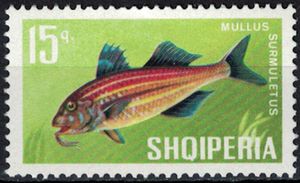 Striped Red Mullet (Mullus surmuletus)