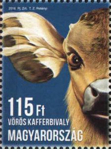 Cape or African Buffalo (Syncerus caffer)