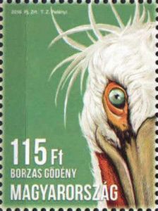 Dalmatian Pelican (Pelecanus crispus)