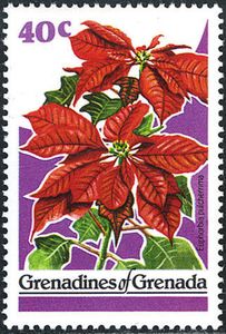 Euphorbia pulcherrima