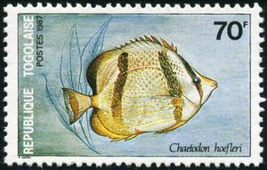 Chaetodon hoefleri