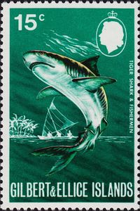 Tiger Shark (Galeocerdo cuvieri)