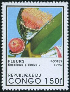 Eucaliptus globulus