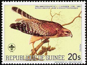 Red-shouldered Hawk (Buteo lineatus)