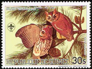 Eastern Screech Owl (Otus asio)