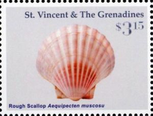 Rough Scallop (Aequipecten muscosus)