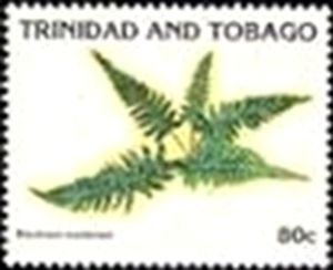 Blechnum occidentale