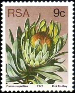 Silver Sugarbush (Protea roupelliae)