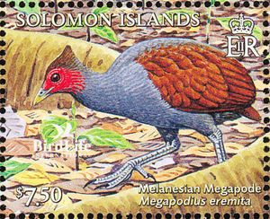 Melanesian Megapode (Megapodius eremita)