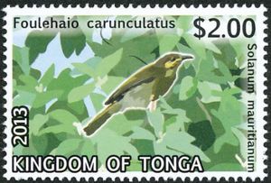 Eastern Wattled-Honeyeater (Foulehaio carunculatus), Woolly