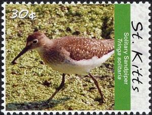 Solitary Sandpiper (Tringa solitaria)