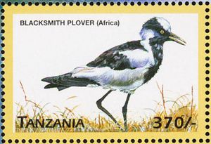 Blacksmith Plover (Vanellus armatus)
