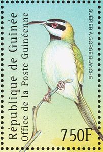 White-throated Bee-eater (Merops albicollis)