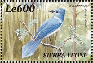 African Blue Flycatcher (Elminia longicauda)