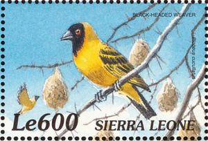 Village Weaver (Ploceus cucullatus)