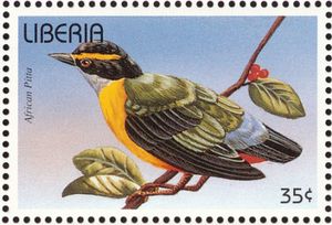 African Pitta (Pitta angolensis)