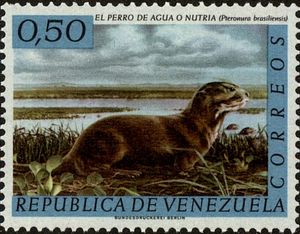 Giant Otter (Pteronura brasiliensis)