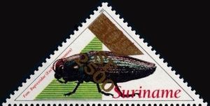 Euchroma gigantea (Overprinted)