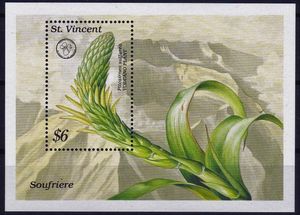 Vulcano Flower (Pitcairnia sulphurea)